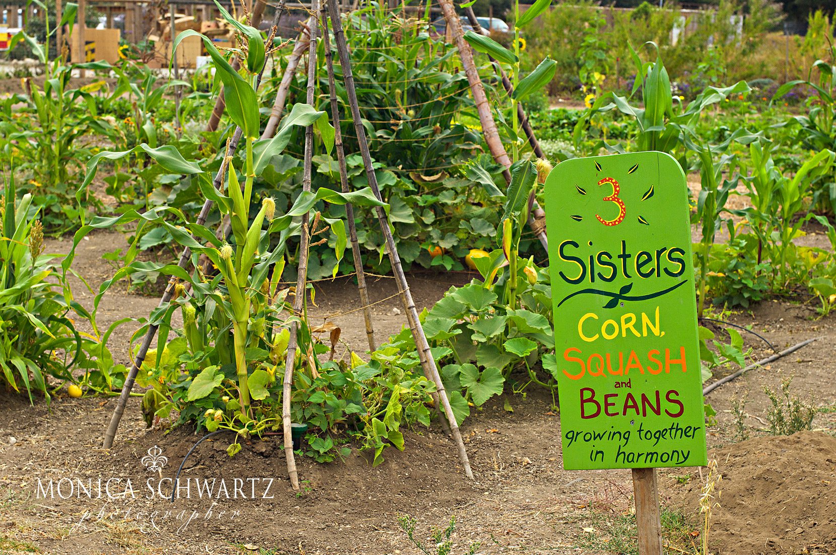 Corn-Squash-and-Beans-at-Earthbound-Farms-in-Carmel-Valley-California