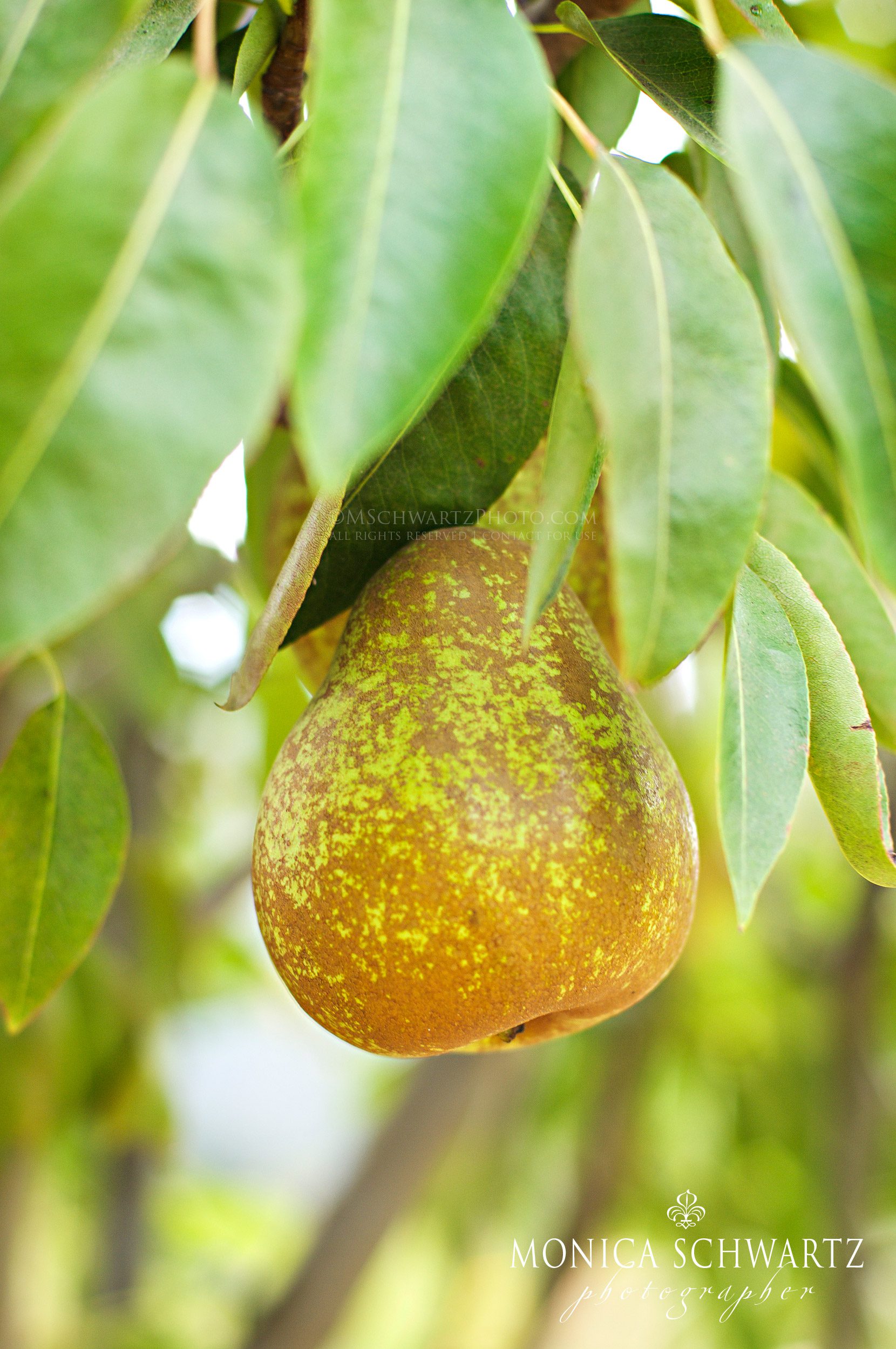 Bosc-pear-in-the-orchard-at-Earthbound-Farms-in-Carmel-Valley-California