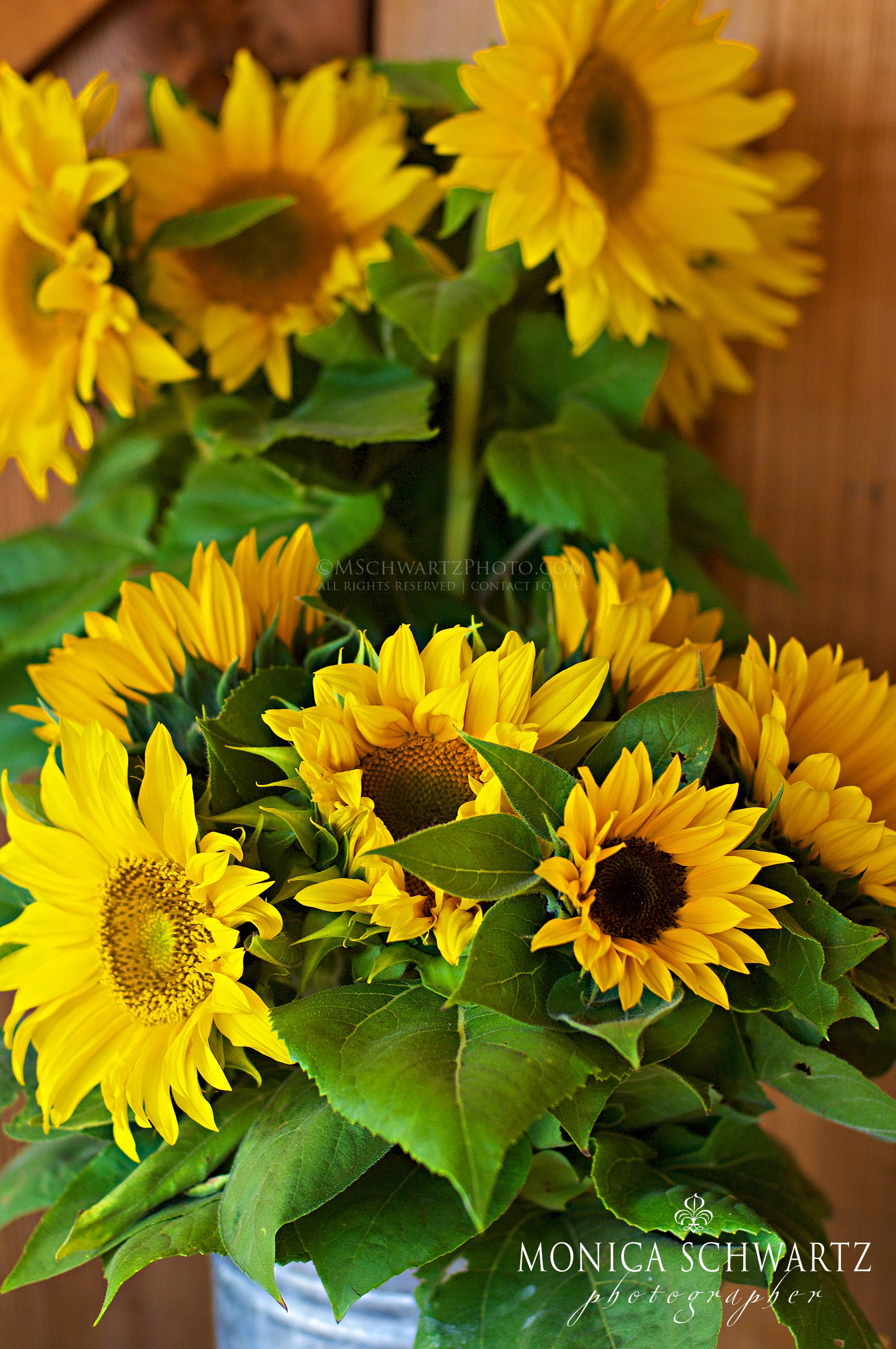 Sunflowers-at-the-Earthbound-Farms-farm-stand-in-Carmel-Valley-California