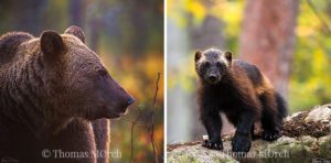 Bear-and-Wolverine-by-photographer-Thomas-Mørch-Norway