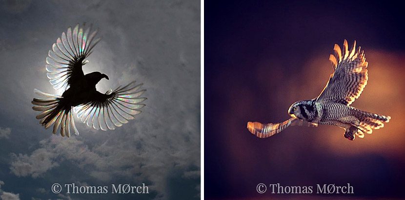 Predator-Birds-in-flight-photography-by-Thomas-Mørch-Norway