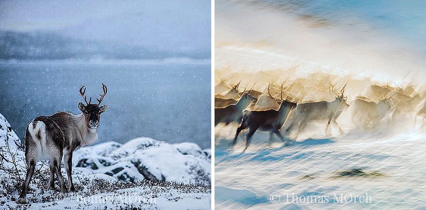 Reindeer-by-photographer-Thomas-Mørch-Norway