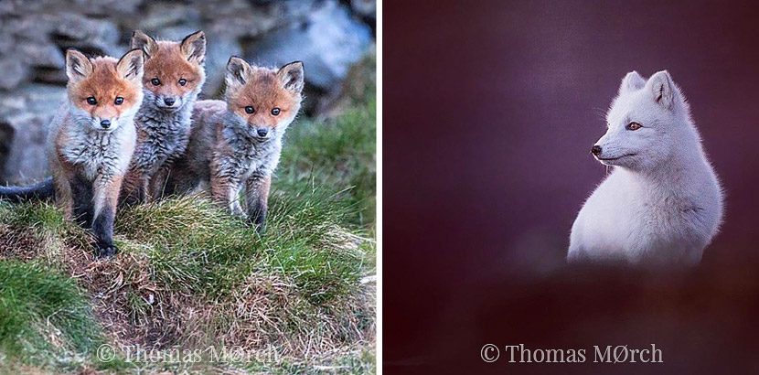 Red-fox-and-arctic-fox-puppies-by-photographer-Thomas-Mørch-Norway