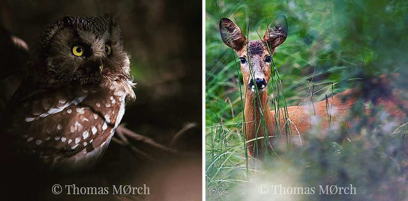 Owl-and-deer-by-photographer-Thomas-Mørch-Norway