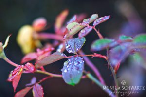 Rose-leaves-in-winter-after-the-rain