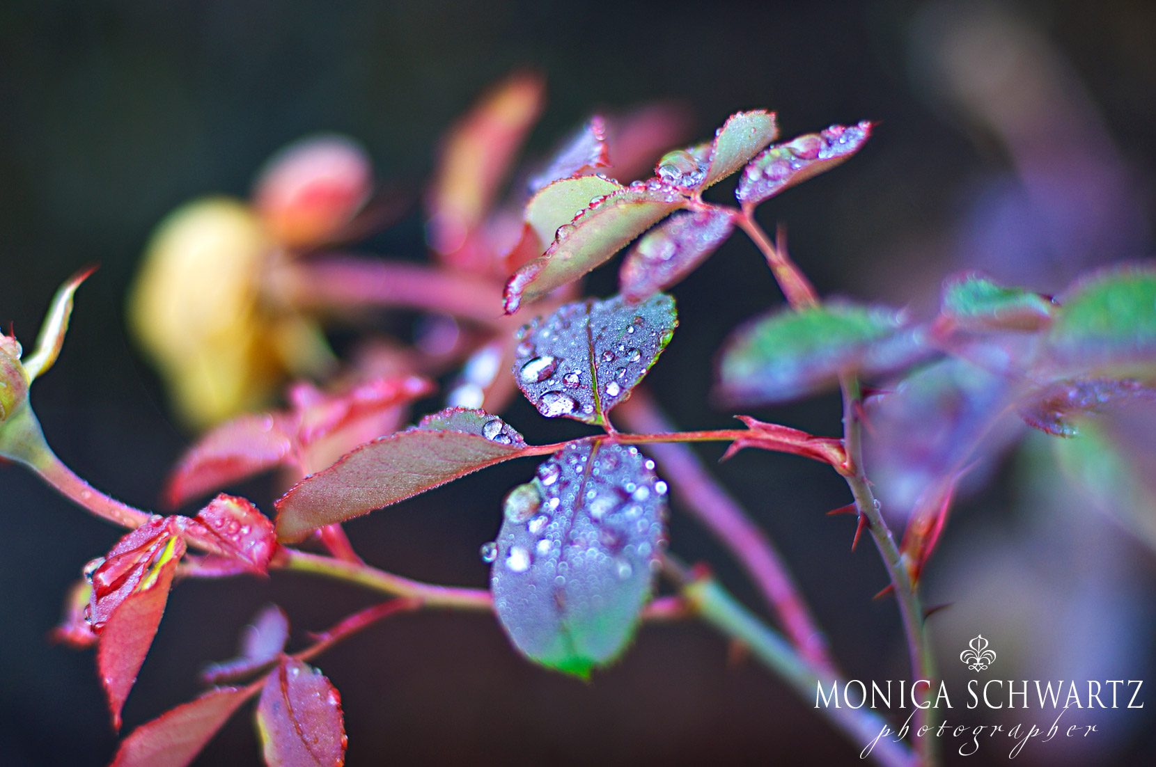 Rose-leaves-in-winter-after-the-rain