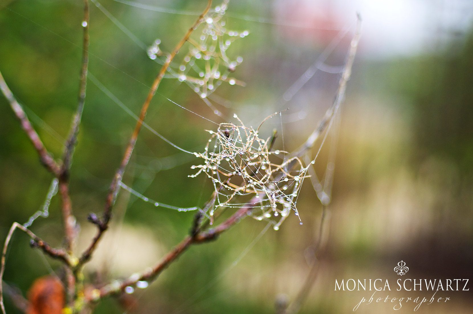 Winter-garden-in-the-rain-cobweb