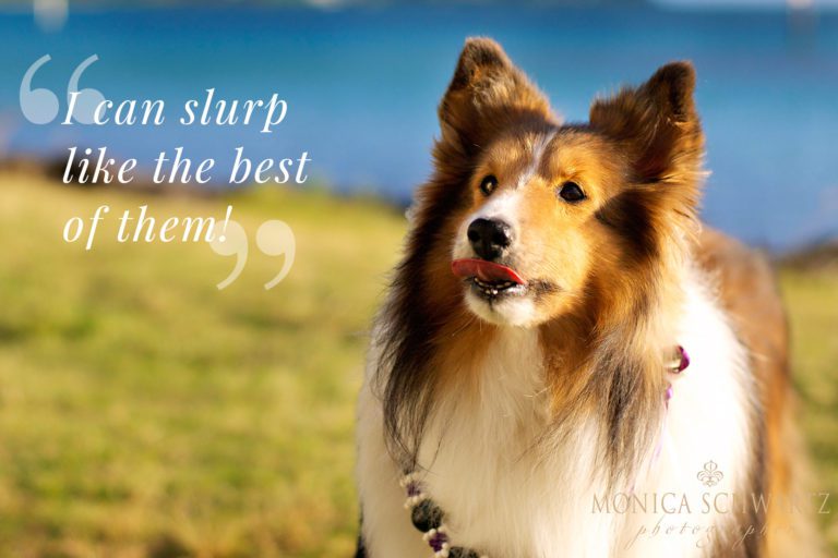 Super Duper Cooper | Adorable Shetland Sheepdog | Life Out of Bounds