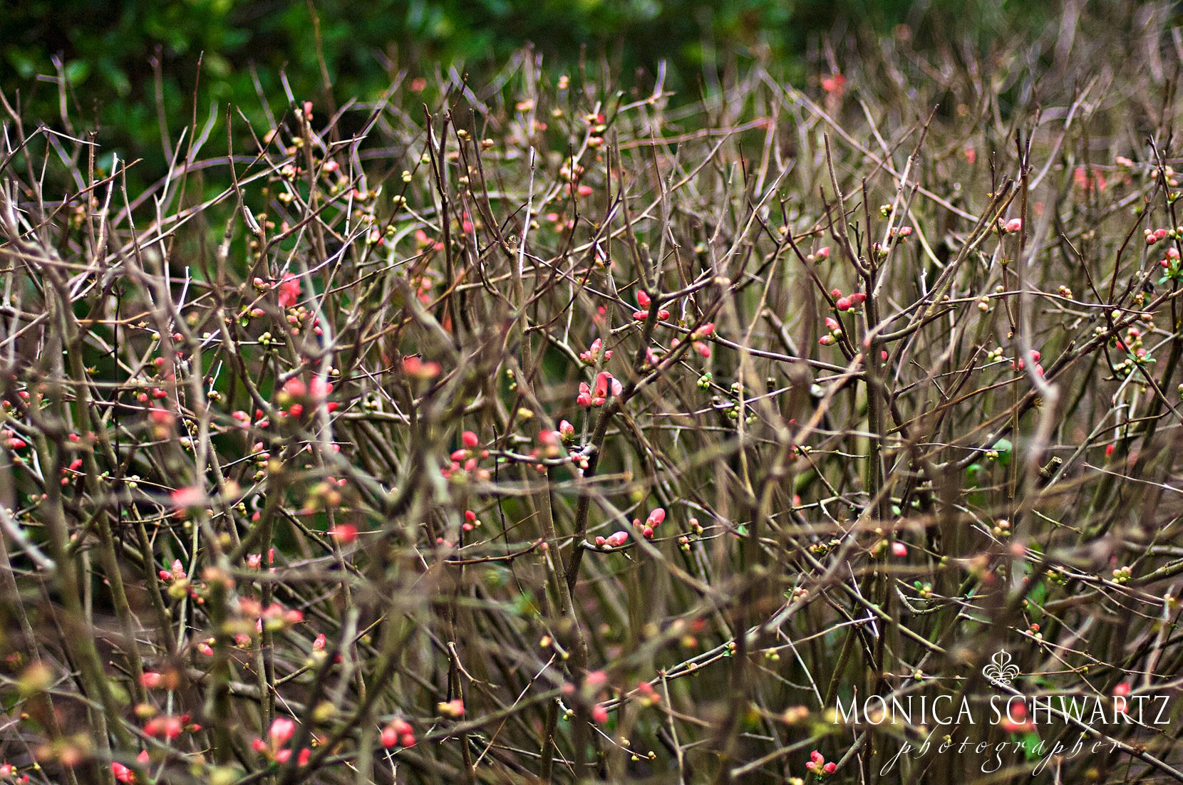 Budding-Flowering-Quince-Bush-Napa-California 