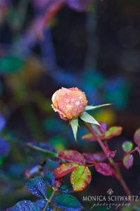 Winter-rose-bud-January-garden-Napa-California