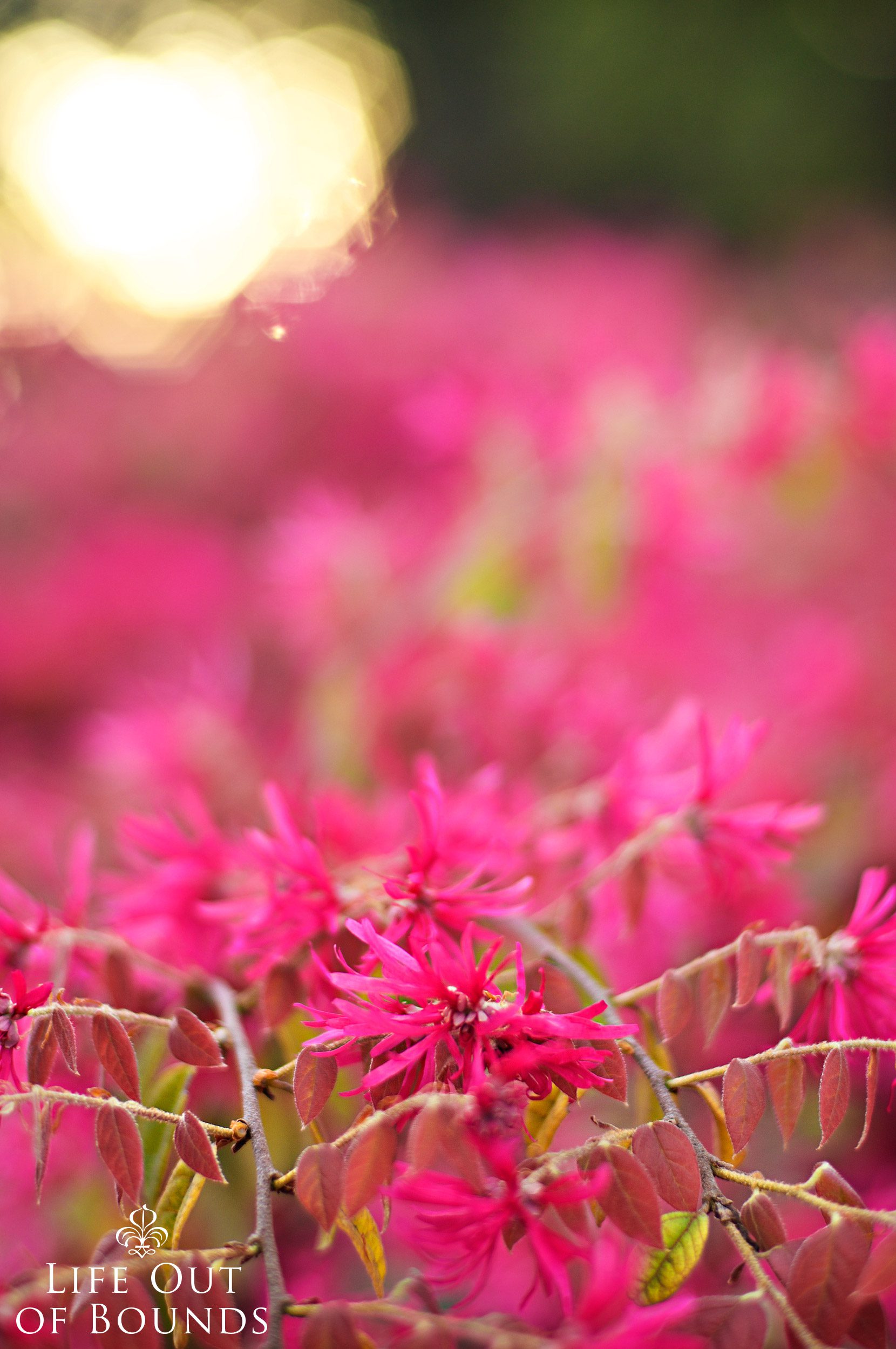 Loropetalum-Chinensis-in-bloom-in-a-California-garden