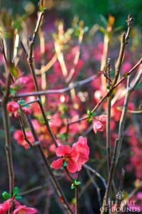 Bushes-of-blooming-quince-in-a-garden-in-Napa-California