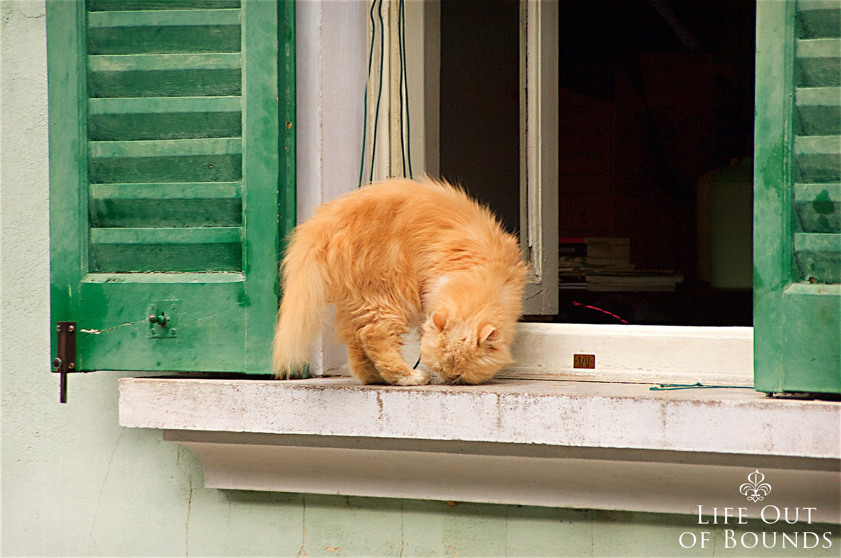 Ginger-cat-hanging-outside-the-window-sill-Sacro-Monte-di-Varese-Italy