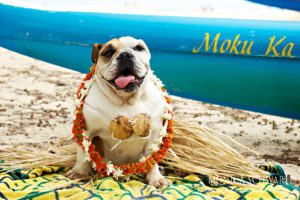 Traveler-adorable-English-Bulldog-girl-on-the-beach-in-Hawaii
