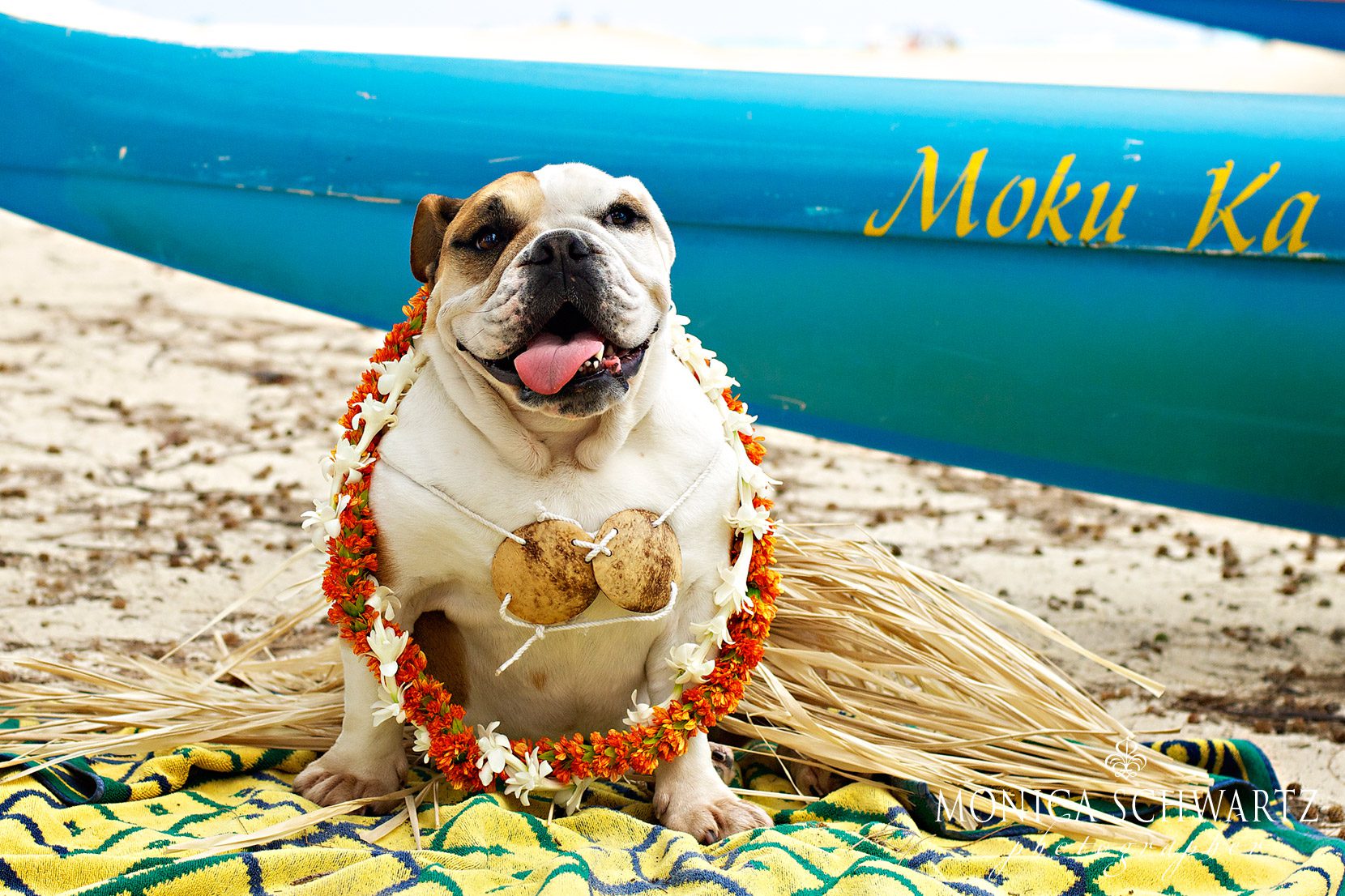 Traveler-adorable-English-Bulldog-girl-on-the-beach-in-Hawaii