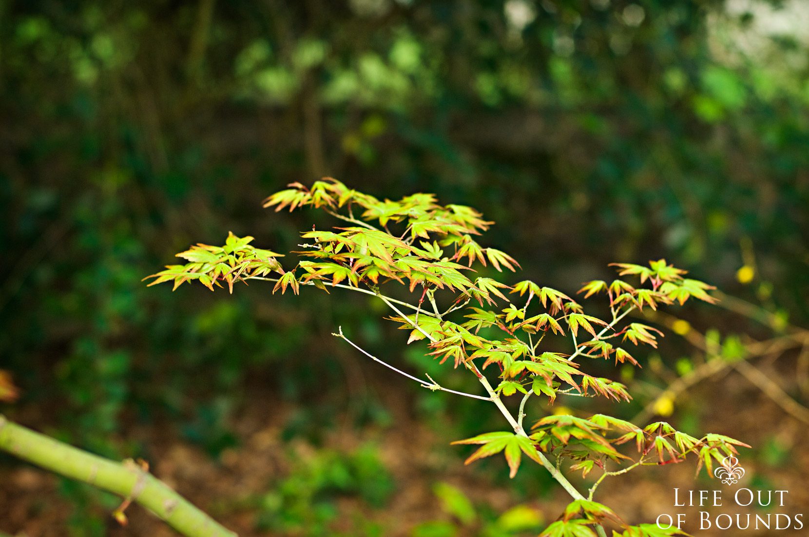 Young-leaves-on-a-Japanese-Maple-tree-in-early-spring-in-Napa-California