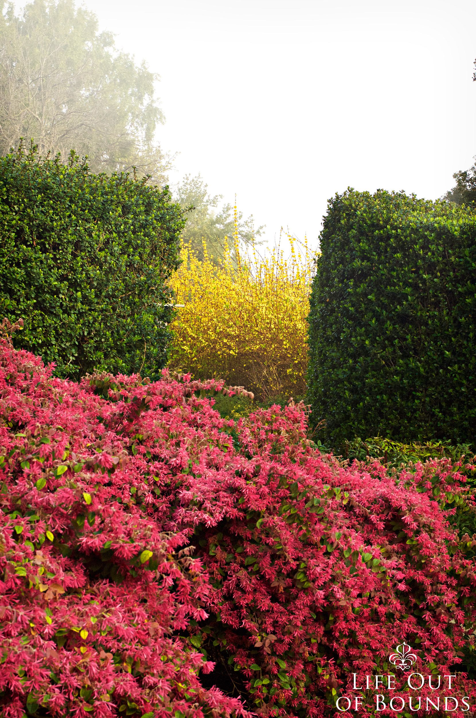 Layers-of-colors-in-the-early-spring-garden-in-the-fog-Napa-California