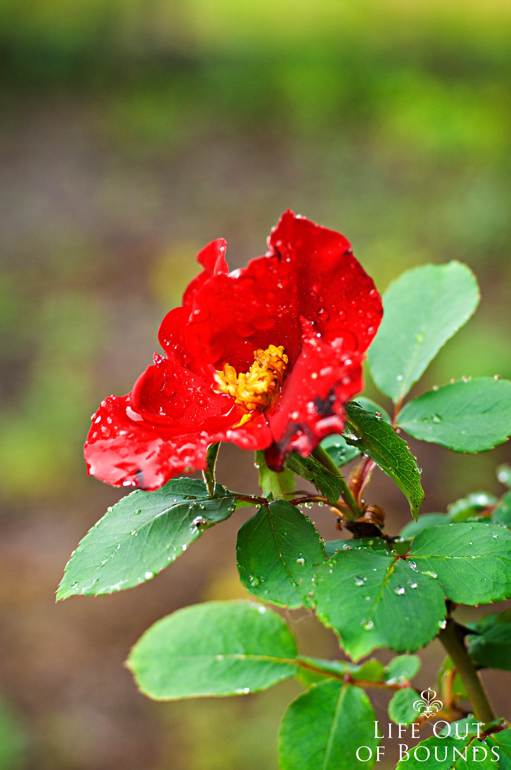 A-winter-red-rose-in-the-early-spring-rain-Napa-California