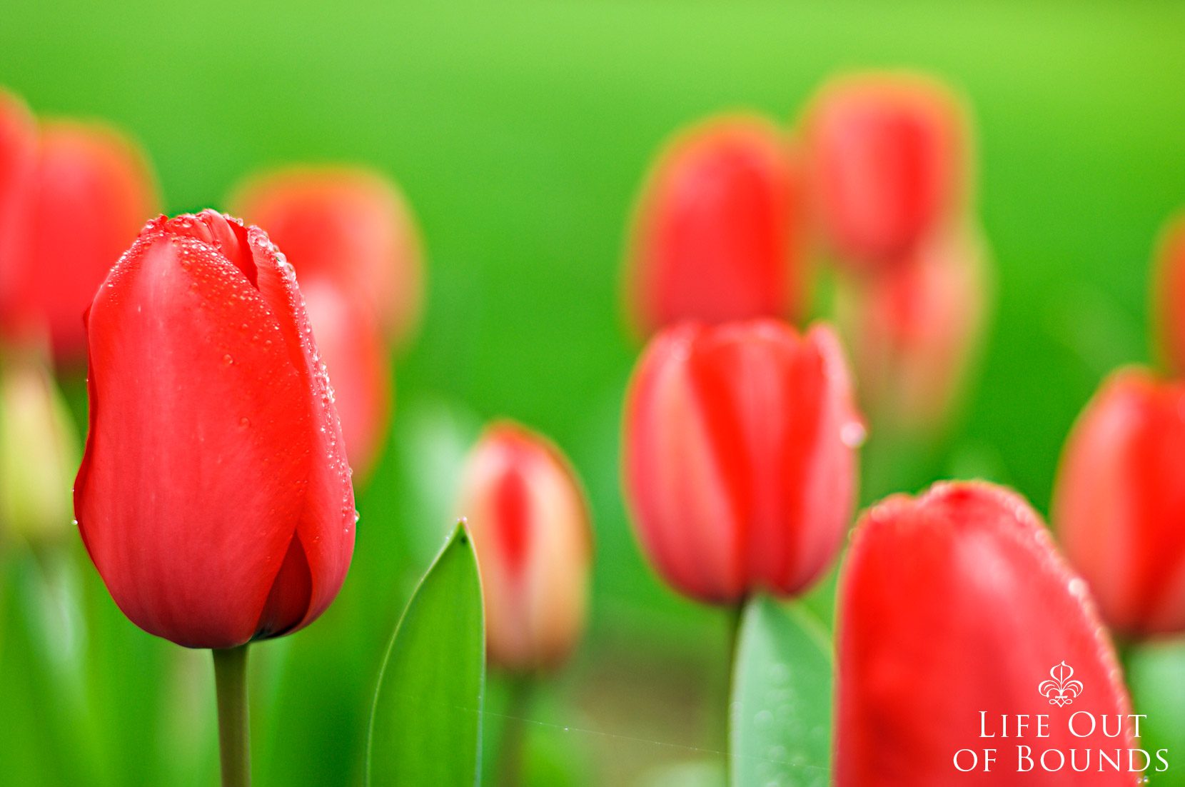 Red-tulips-in-bloom-in-the-garden-Napa-California