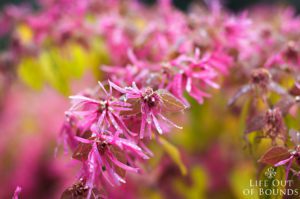 Loropetalum-Chinensis-in-early-spring-Napa-California