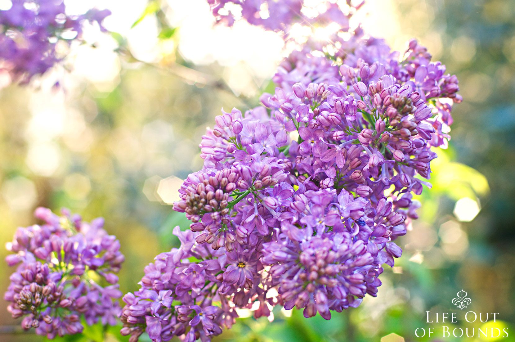 Blossoming-lilac-bush-in-spring-Napa-California