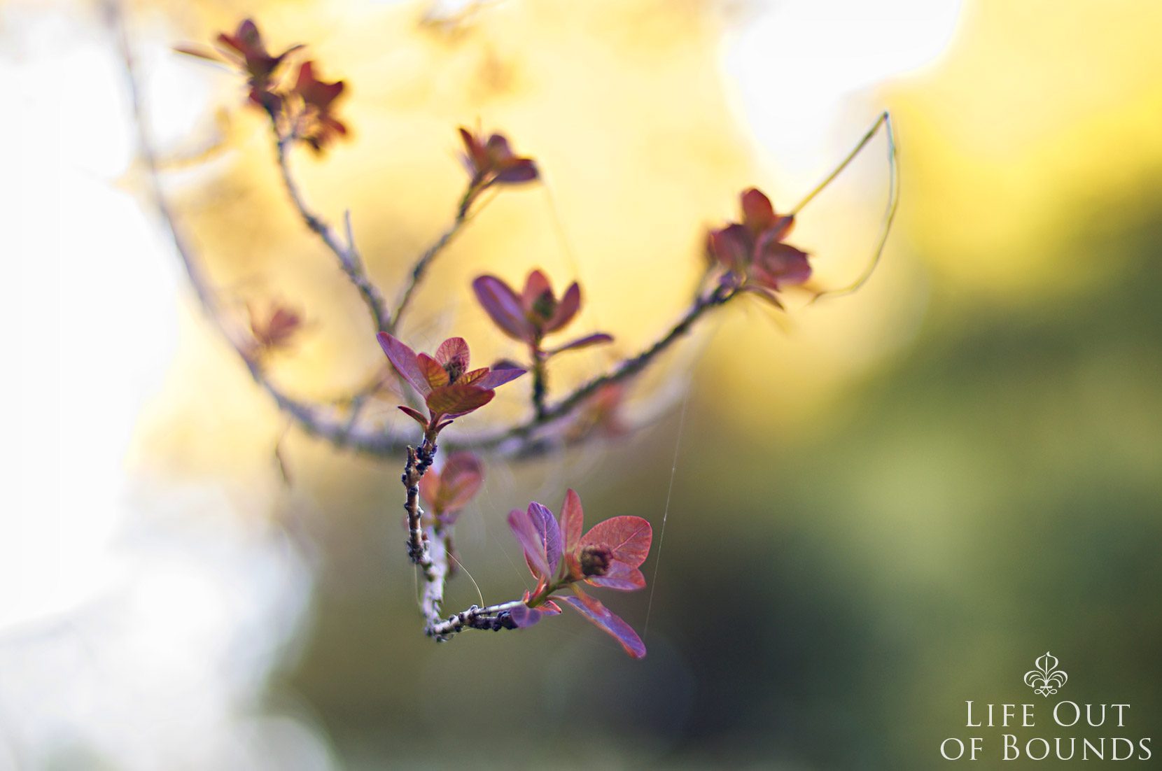 New-life-on-a-tree-in-the-early-spring-garden-Napa-California