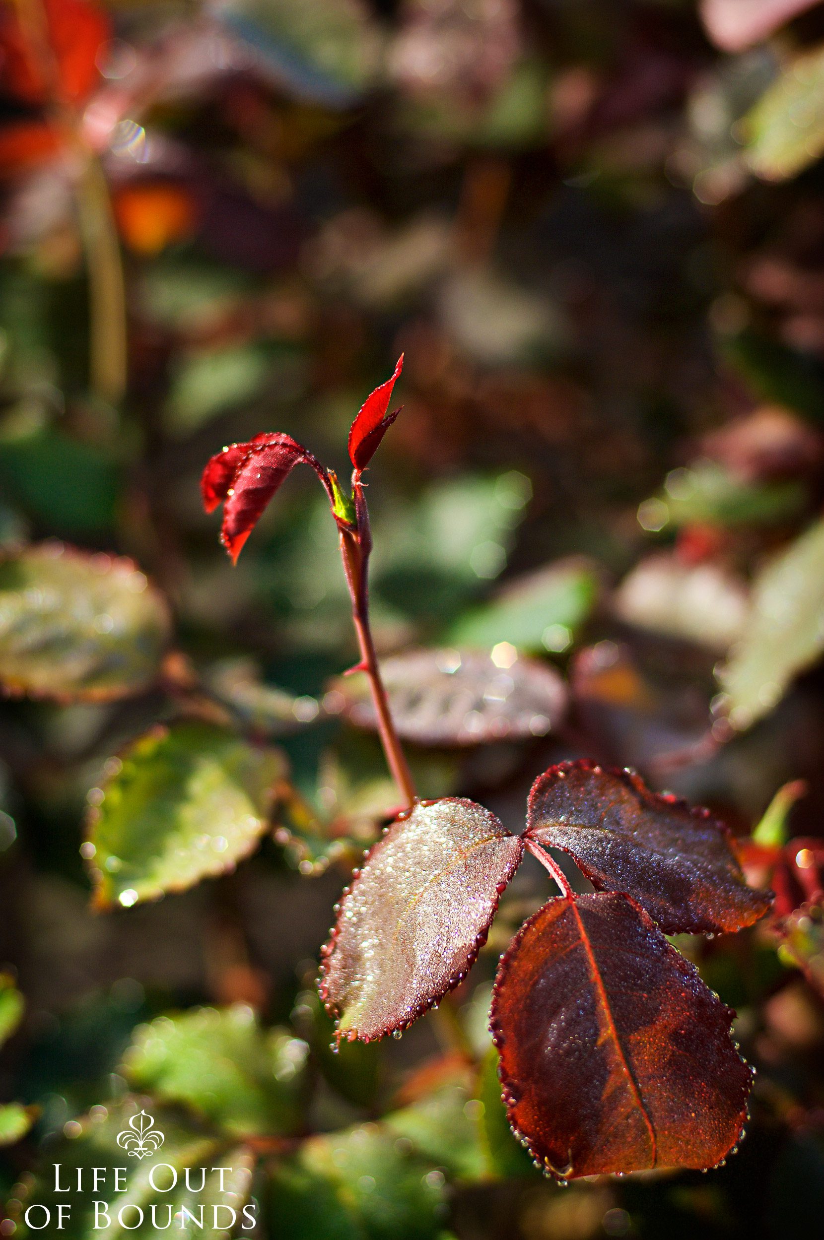 Rose-bush-sprouting-new-leaves-in-early-spring-Napa-California