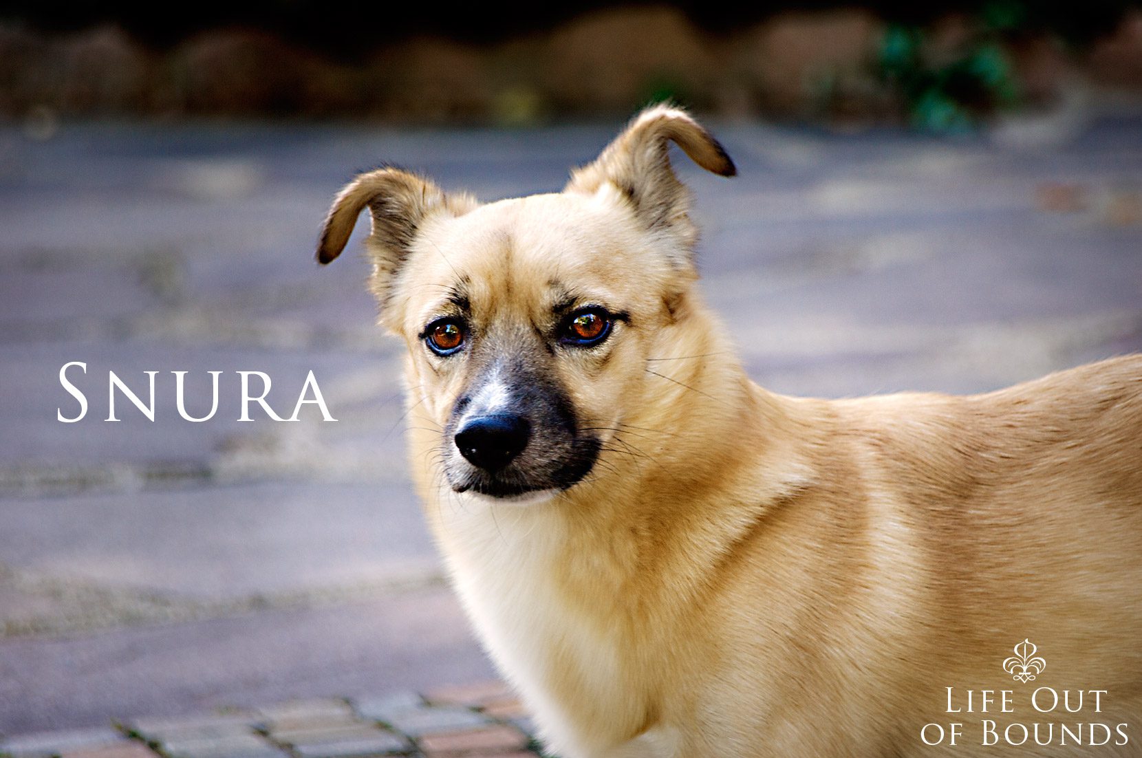 Snura-Italian-mixed-breed-truffle-dog