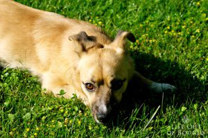 Snura-Italian-mixed-breed-truffle-dog
