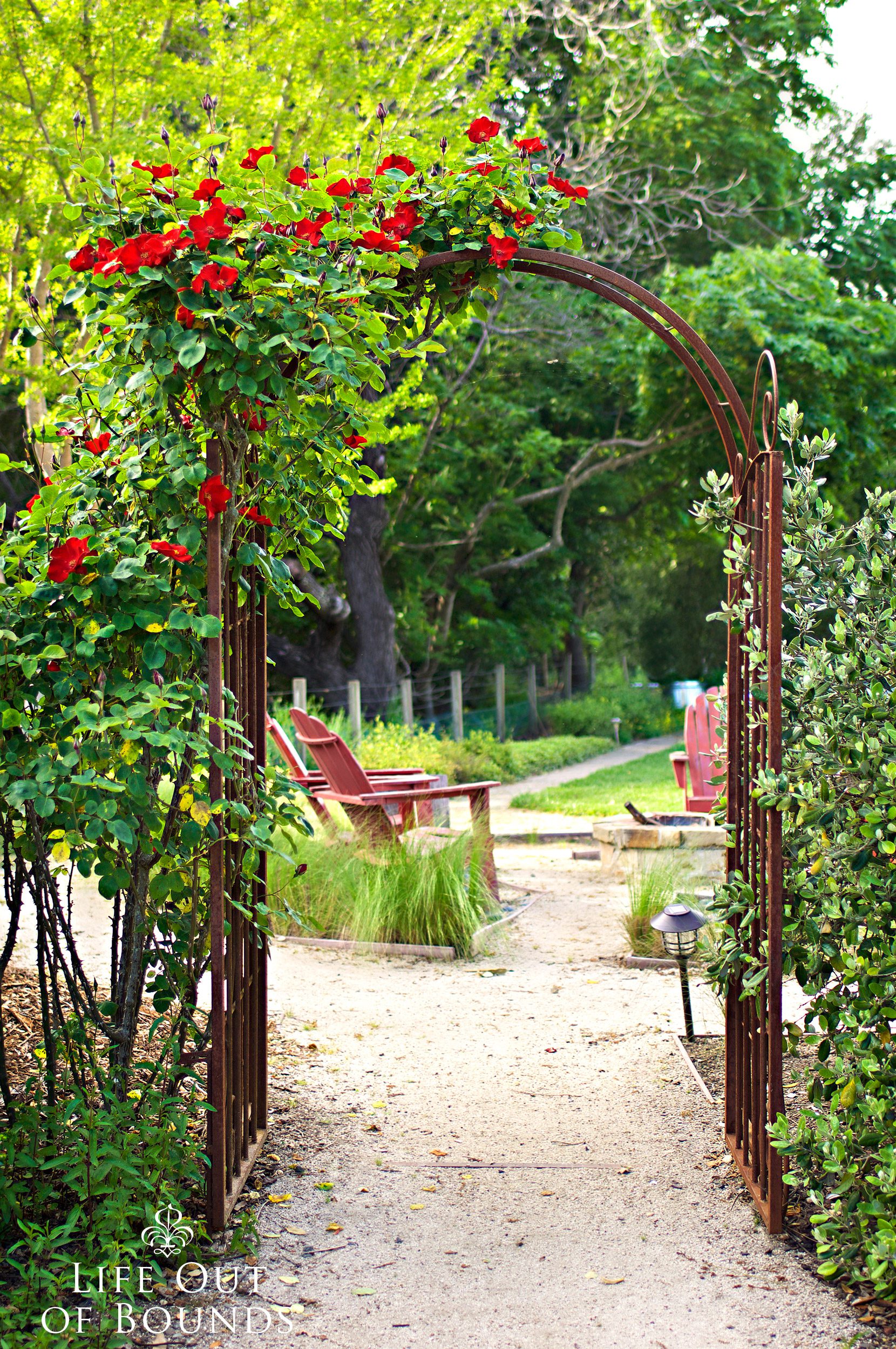 Archway-and-pathway-with-red-climbing-roses-in-the-April-garden-Napa-California