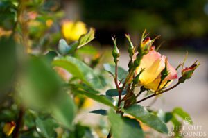 Early-roses-in-the-April-garden-Napa-California