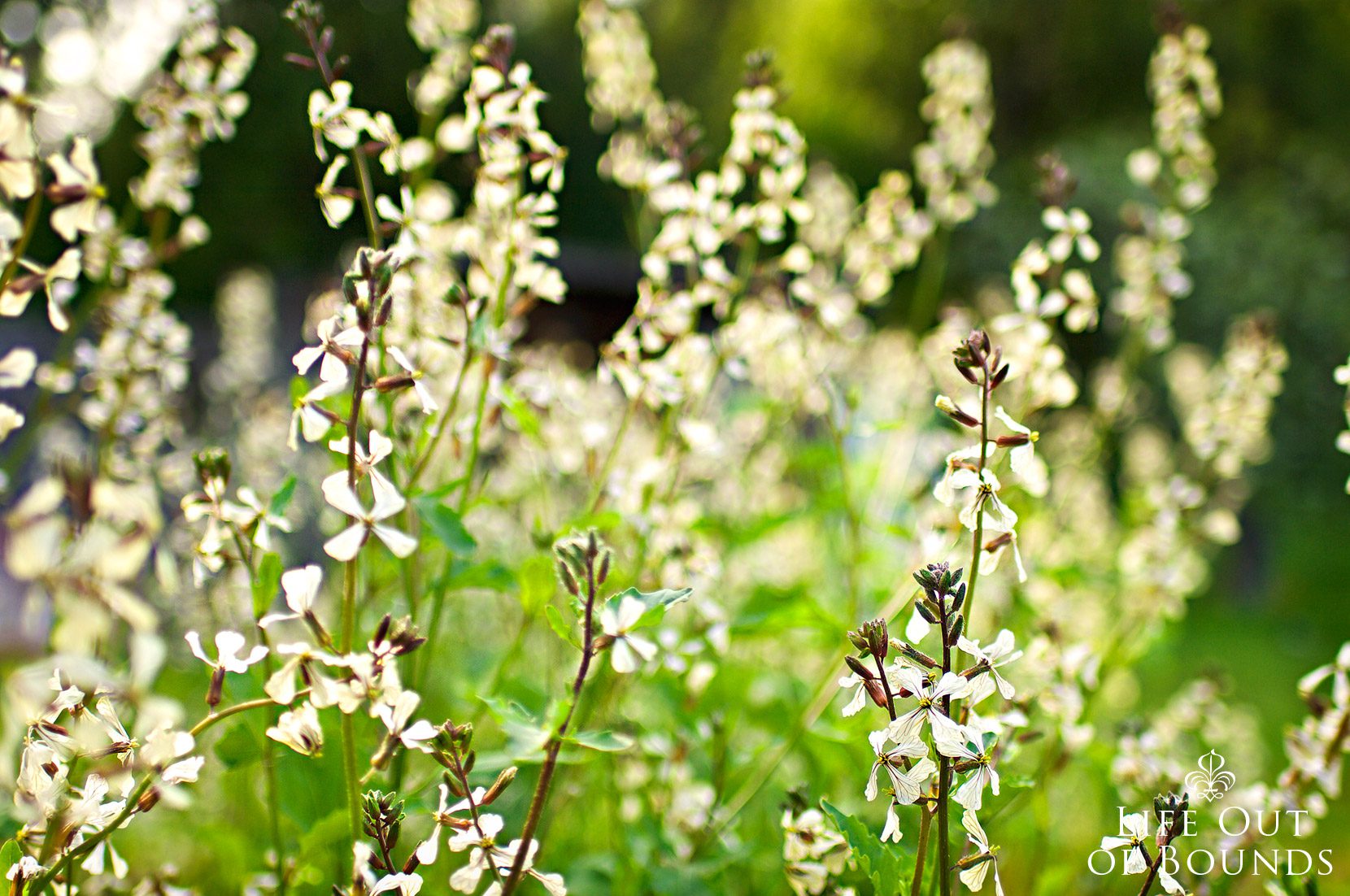 Blooming-in-the-garden-in-April-Napa-California