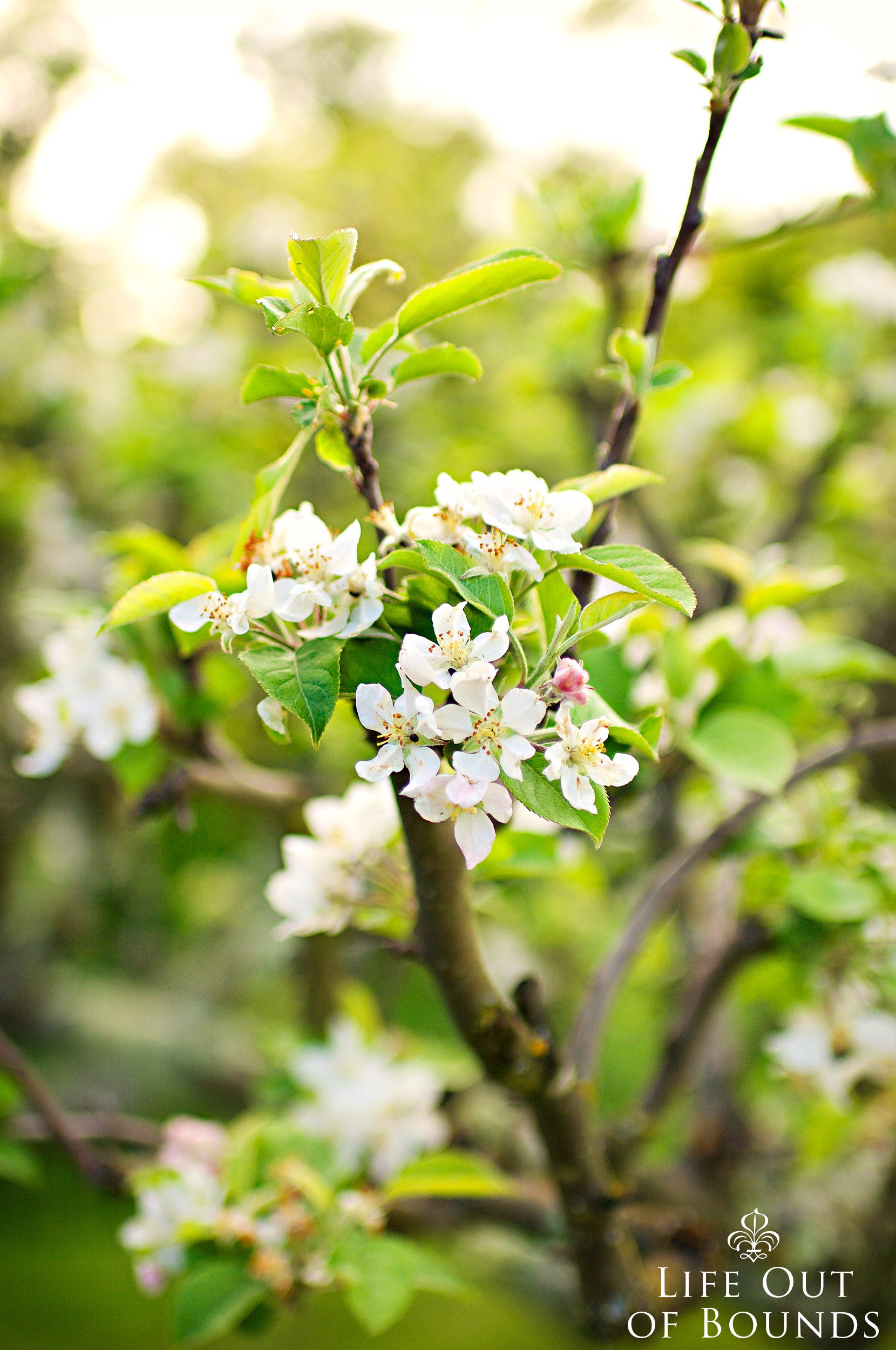 Blooming-Fuji-apple-tree-in-the-April-orchard-Napa-California