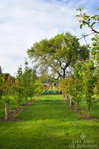 Orchard-and-vineyard-in-April-Napa-California