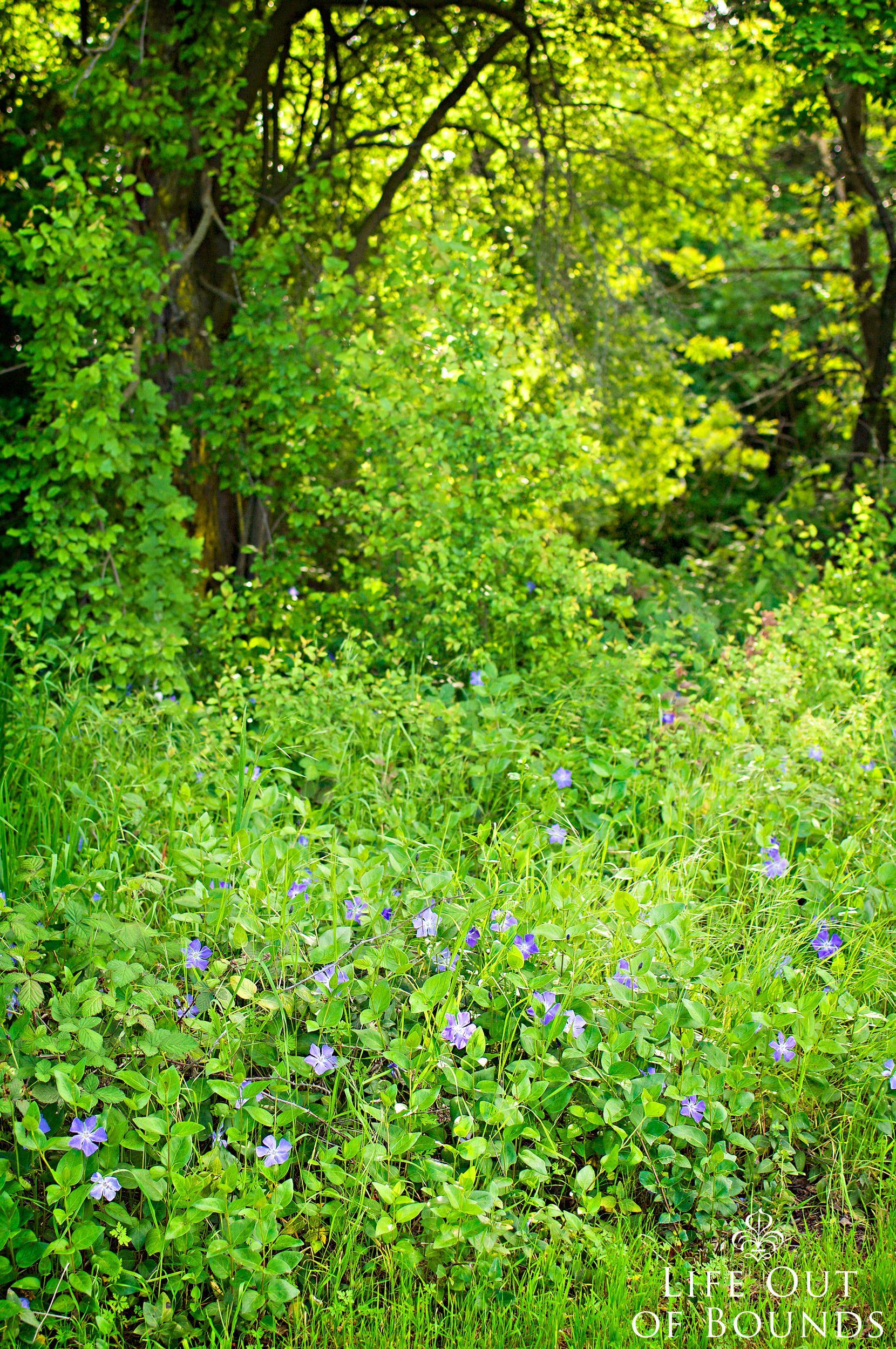 Lush-green-wildflowers-and-undergroth-in-April-Napa-California