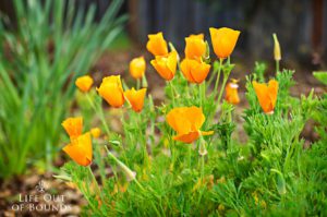 California-poppies-in-the-April-garden-Napa-California