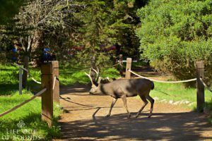Deer-at-the-Monarch-Sanctuary-in-Pacific-Grove-California