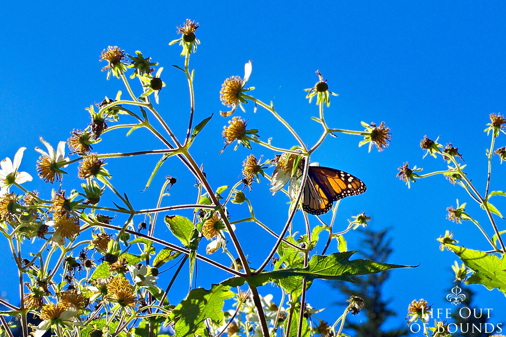 Monarch-butterfly-in-the-Pacific-Grove-sanctuary-California