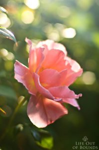 Blooming-roses-in-the-May-garden-Napa-California