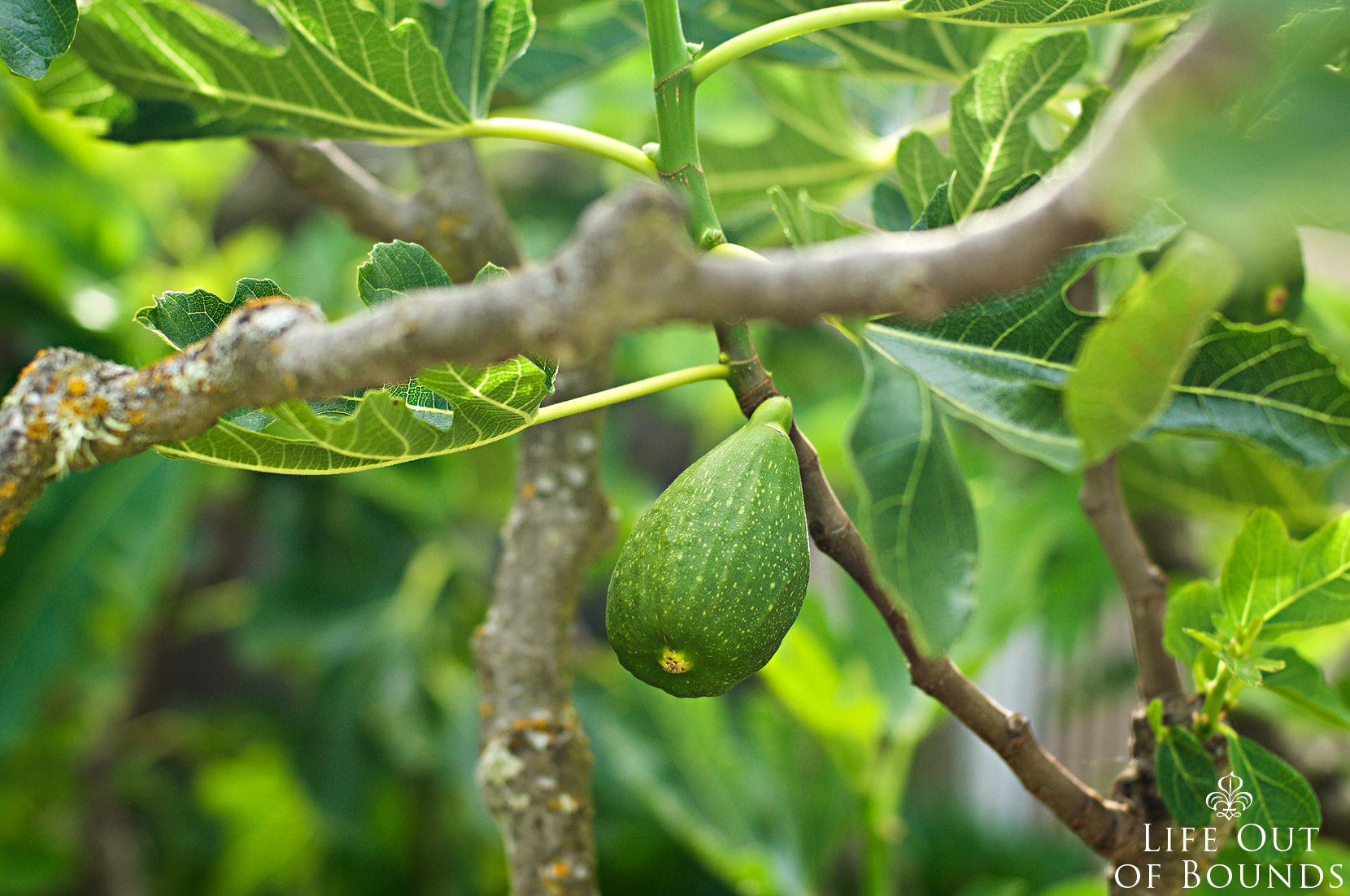 Fig-tree-in-May-Napa-California