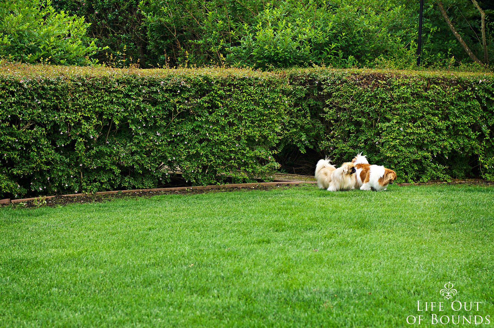Puppies-in-the-garden-Napa-California