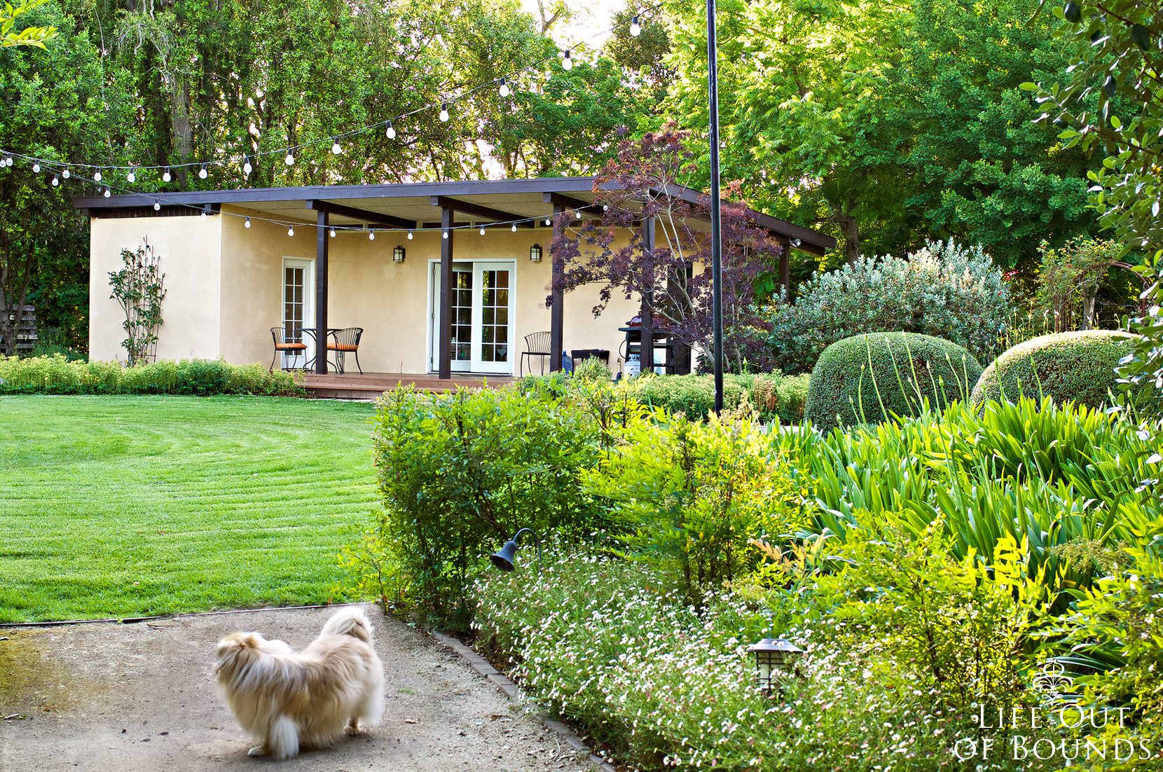 Puppies-in-the-garden-Napa-California
