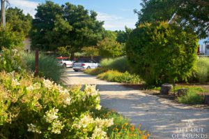 Meandering-through-the-garden-in-May-Napa-California