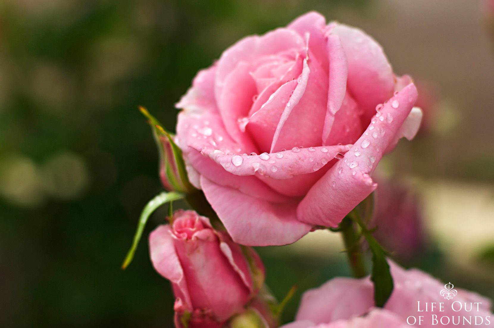 Blooming-roses-in-the-May-garden-Napa-California