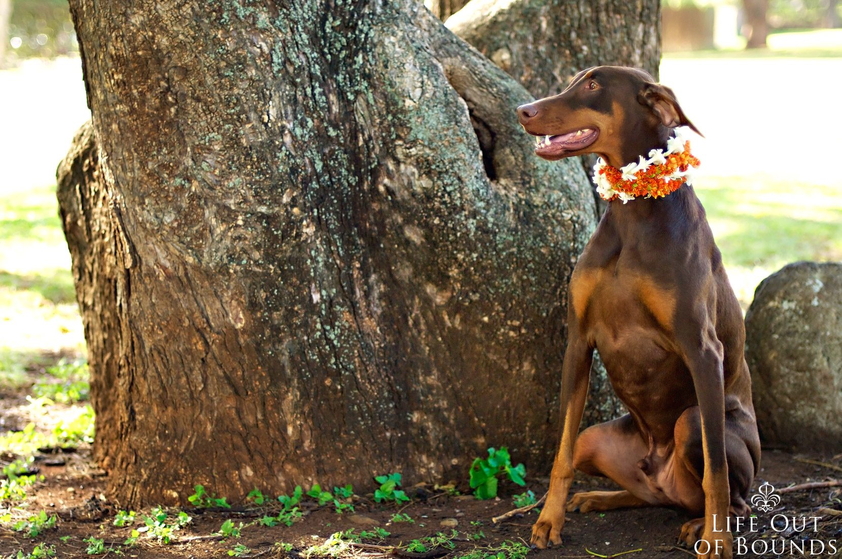 Conan-the-Chocolate-Doberman-Honolulu-Hawaii