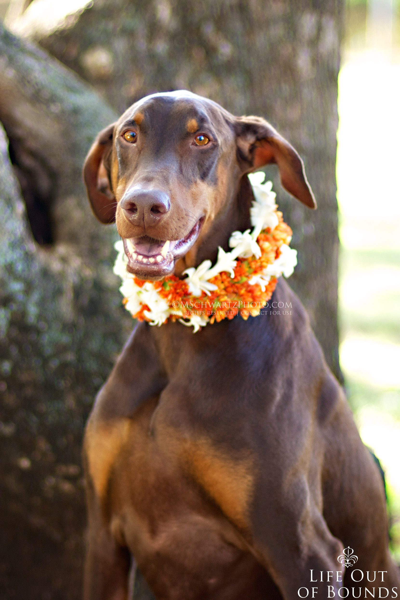 Conan-the-Chocolate-Doberman-Honolulu-Hawaii