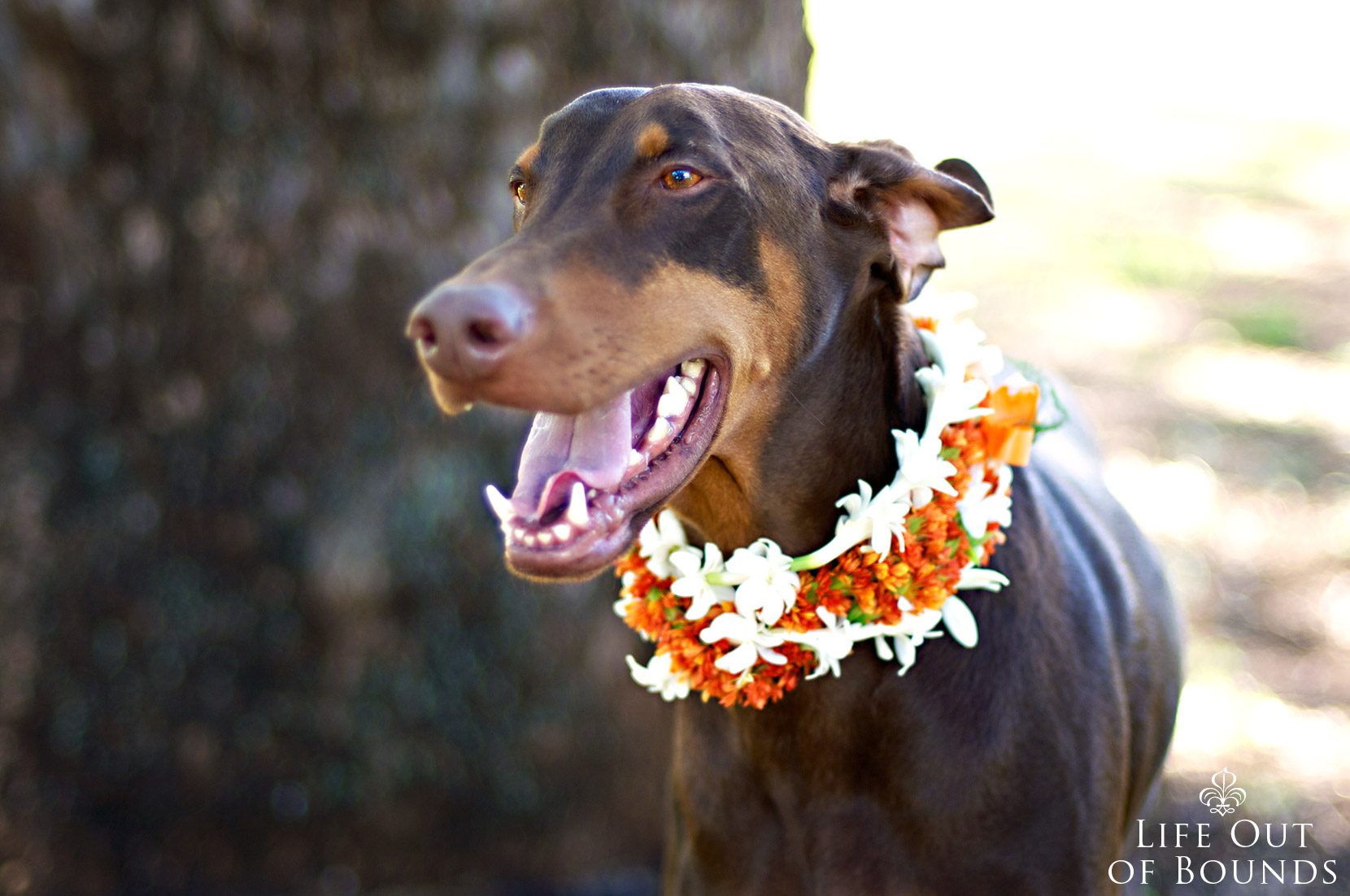 Conan-the-Chocolate-Doberman-Honolulu-Hawaii