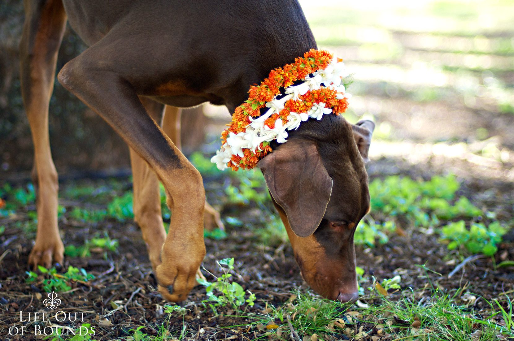 Conan-the-Chocolate-Doberman-Honolulu-Hawaii