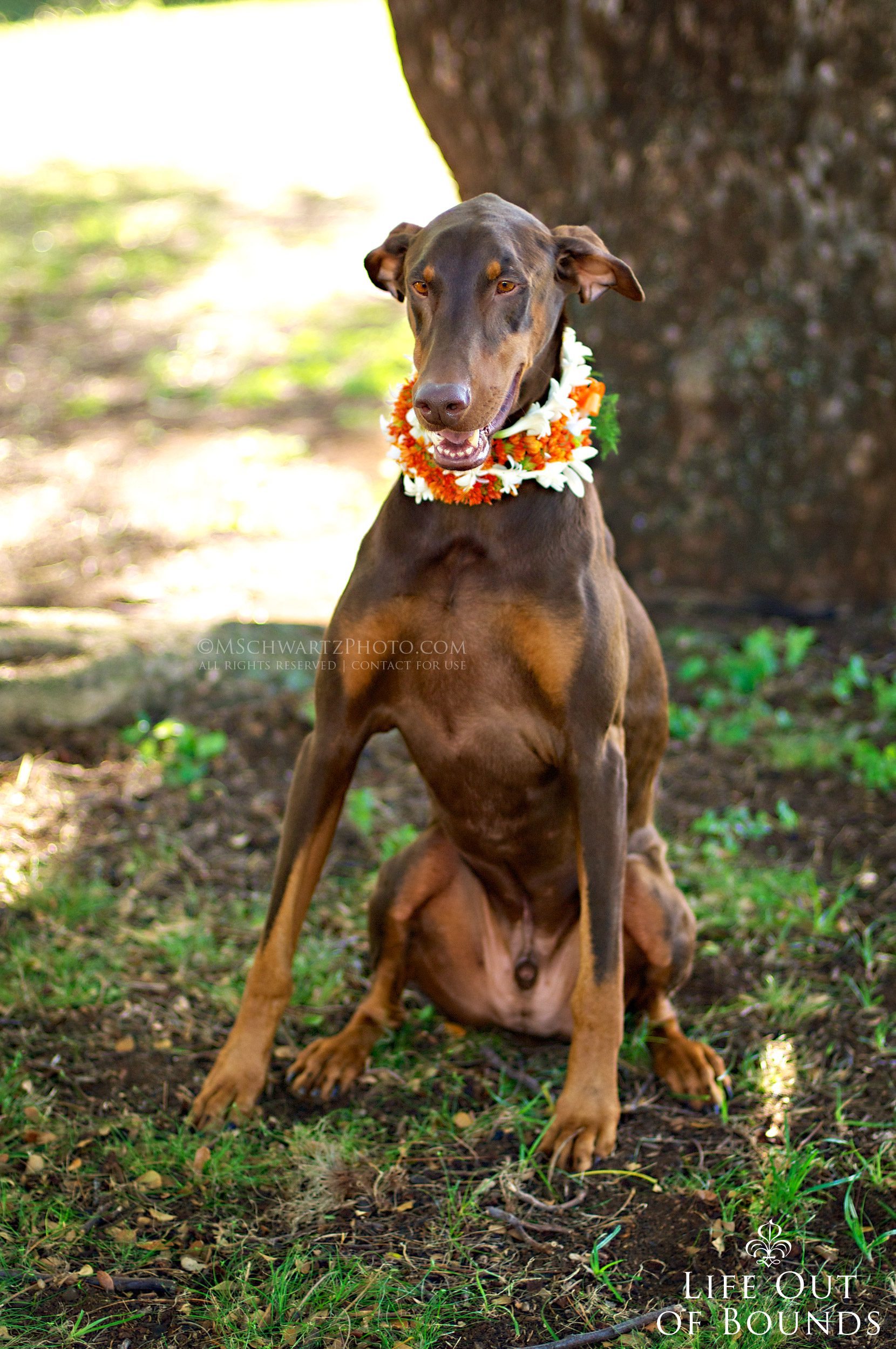 Conan-the-Chocolate-Doberman-Honolulu-Hawaii