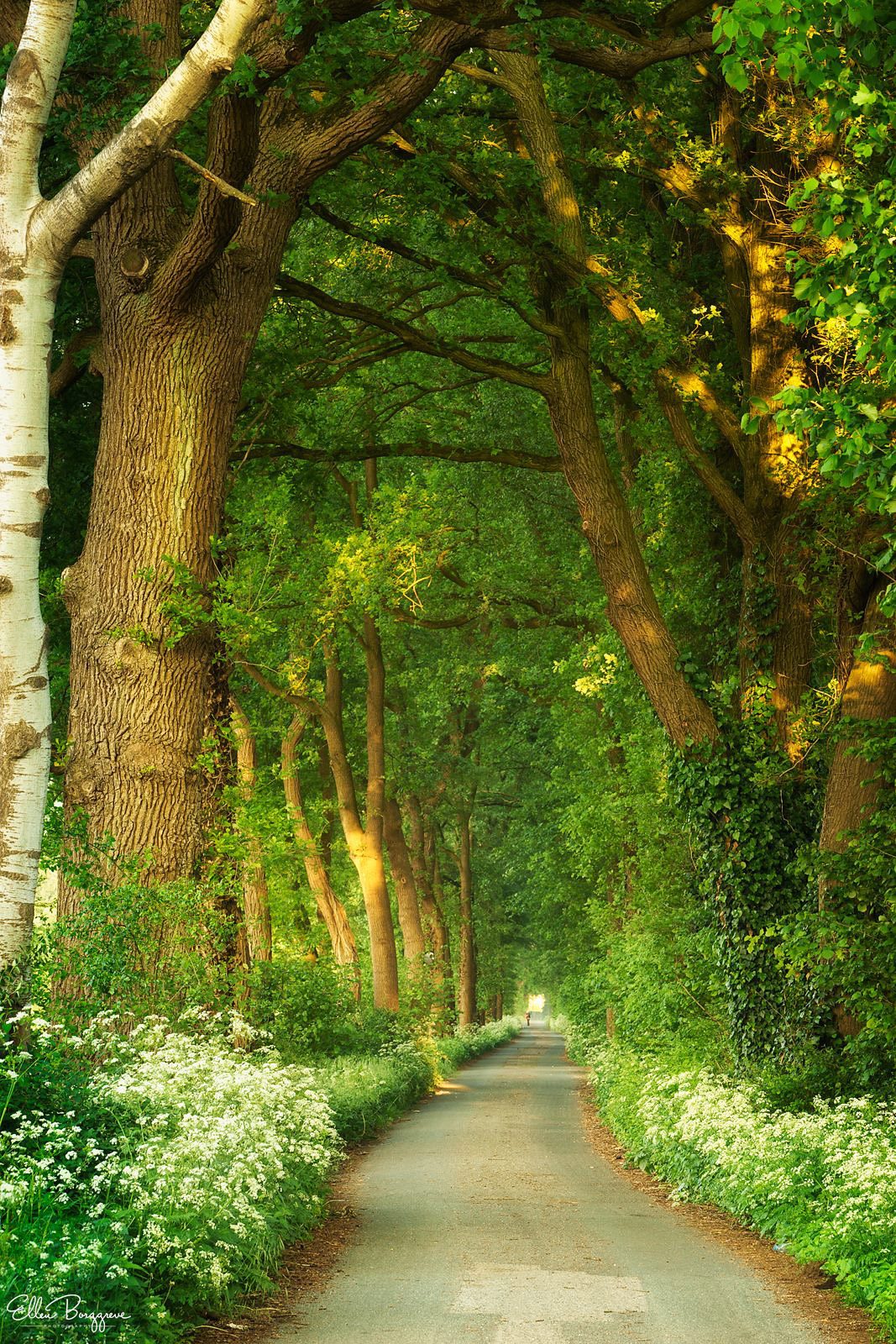 Springtime-drive-through-the-forest-in-Holland-photo-by-Ellen-Borggreve